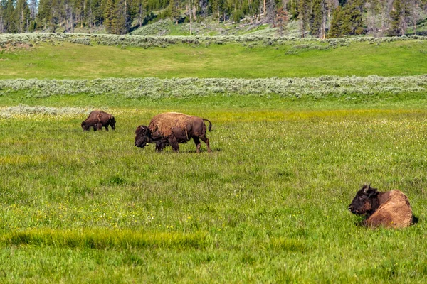 Amerikan Bizonu Ailesi Yellowstone Milli Parkı Wyoming Abd — Stok fotoğraf