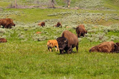Amerikan bizonu ailesi Yellowstone Milli Parkı, Wyoming, ABD