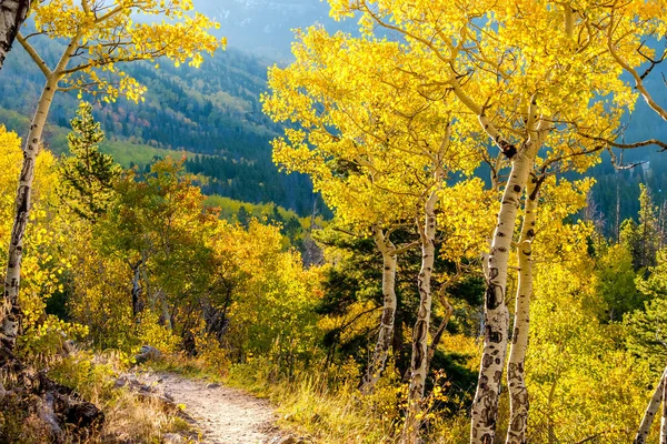 Aspen Grove Outono Rocky Mountain National Park Colorado Eua — Fotografia de Stock