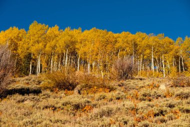 Rocky Dağı Milli Parkı'nda kavak grove sonbahar. Colorado, ABD. 
