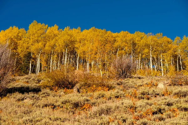 Aspen Grove Outono Rocky Mountain National Park Colorado Eua — Fotografia de Stock