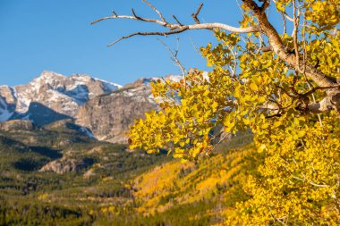 Sonbaharda Aspen korusu. Rocky Dağı Ulusal Parkı. Colorado, ABD. 