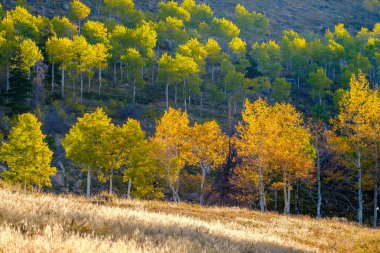Rocky Dağı Milli Parkı'nda kavak grove sonbahar. Colorado, ABD. 