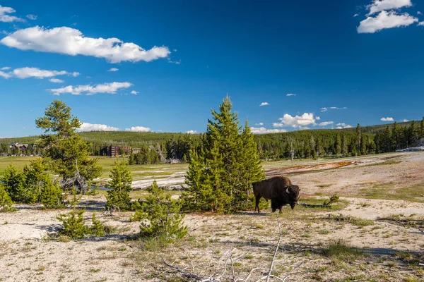 美洲野牛在黄石国家公园 怀俄明州 — 图库照片