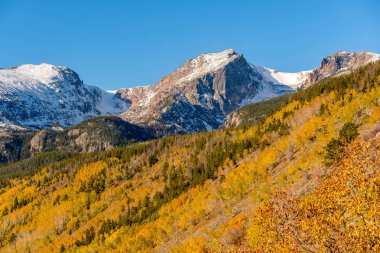 Aspen grove Güz, Rocky Dağı Milli Parkı doğal görünümünü. Colorado, ABD. 
