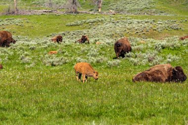 Amerikan bizonu ailesi Yellowstone Milli Parkı, Wyoming, ABD