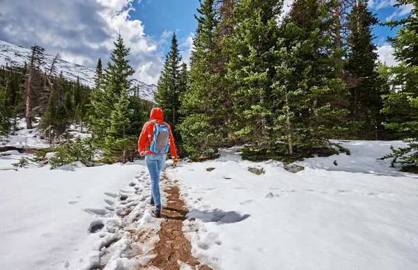 Toeristische Met Rugzak Wandelen Besneeuwde Trail Rocky Mountain National Park — Stockfoto