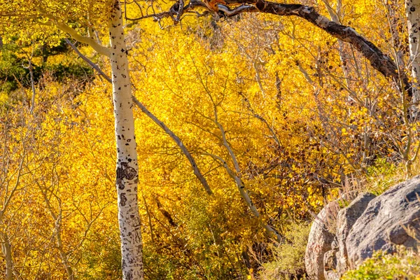 Boschetto Aspen Autunno Nel Rocky Mountain National Park Colorado Usa — Foto Stock
