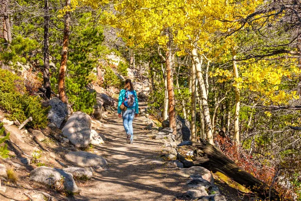 Woman tourist walking on trail in aspen grove at autumn in Rocky Mountain National Park, Colorado, USA