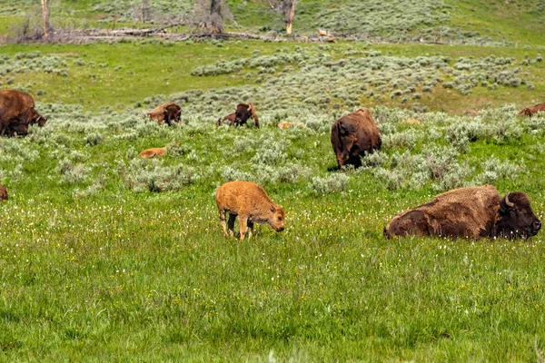 American Bison Rodziny Yellowstone National Park Wyoming Stany Zjednoczone Ameryki — Zdjęcie stockowe