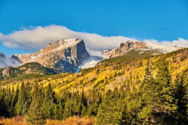 Sonbaharda Aspen korusu. Rocky Dağı Ulusal Parkı. Colorado, ABD. 