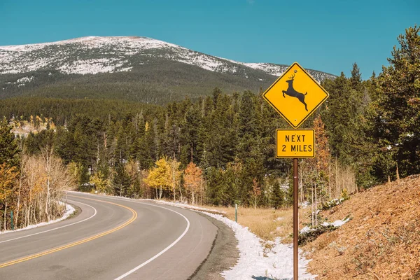 Kis Szarvas Áthaladni Jel Autópályán Őszi Napsütésben Colorado Amerikai Egyesült — Stock Fotó