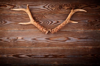 Eski ahşap arka planda geyik boynuzları