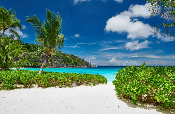 Krásná Petite Anse Pláž Palmami Seychelách Mahe — Stock fotografie