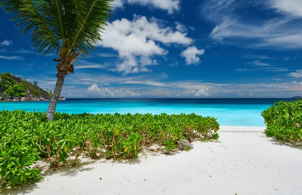 Krásná Petite Anse Pláž Palmami Seychelách Mahe — Stock fotografie