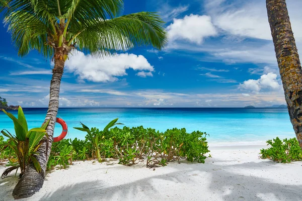 Vacker Petite Anse Strand Med Palm Vid Seychellerna Mahe — Stockfoto