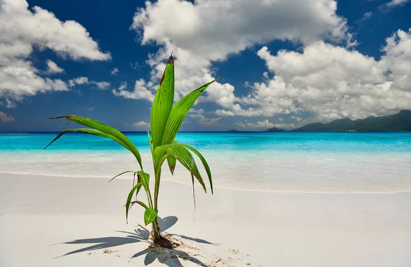 Пальма Росте Кокосового Горіха Прекрасному Пляжі Anse Soleil Мае Сейшельські — стокове фото