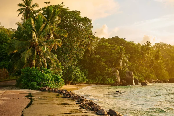 Prachtig Strand Met Palmbomen Rotsen Landschap Seychellen Mahe — Stockfoto