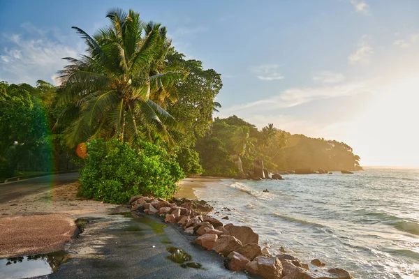 Bela Praia Com Palmeira Rochas Paisagem Seychelles Mahe — Fotografia de Stock