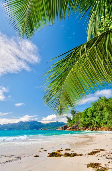 Praia Bonita Anse Soleil Com Palmeira Seychelles Mahe — Fotografia de Stock