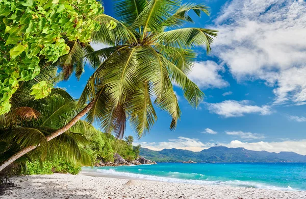 Vacker Strand Anse Soleil Med Palm Vid Seychellerna Mahe — Stockfoto