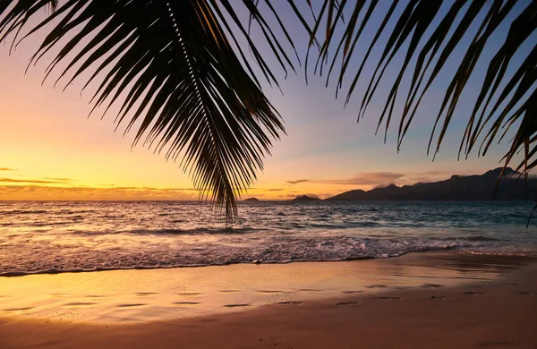 Vacker Solnedgång Vid Seychellernas Strand Med Palm Mahe — Stockfoto