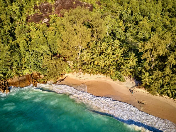 Beautiful Beach Palm Trees Aerial Top View Drone Shot Seychelles — Stock Photo, Image