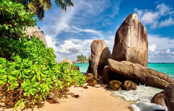 Beautiful Beach Palm Tree Rocks Landscape Seychelles Mahe — Stock Photo, Image