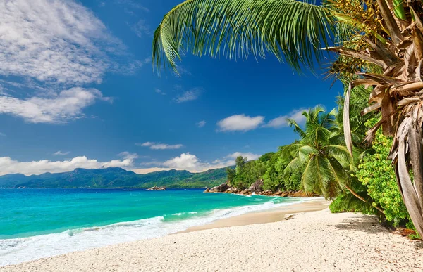 Beautiful Beach Anse Soleil Palm Tree Seychelles Mahe — Stock Photo, Image