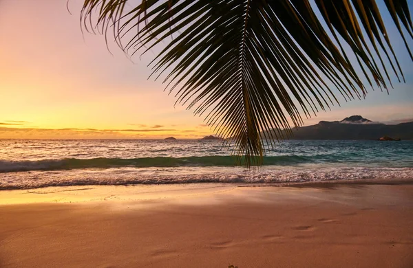 Bellissimo Tramonto Alla Spiaggia Delle Seychelles Con Palma Mahe — Foto Stock