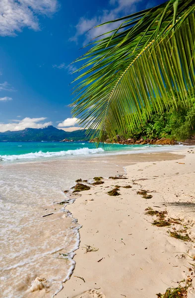 Seyşeller Palmiye Ağacı Olan Güzel Sahil Anse Soleil Mahe — Stok fotoğraf