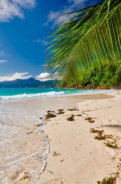 Vacker Strand Anse Soleil Med Palm Vid Seychellerna Mahe — Stockfoto