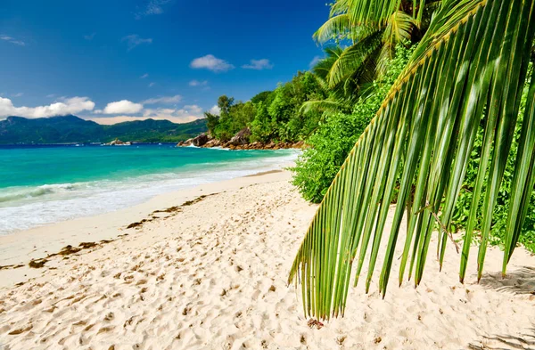 Praia Bonita Anse Soleil Com Palmeira Seychelles Mahe — Fotografia de Stock