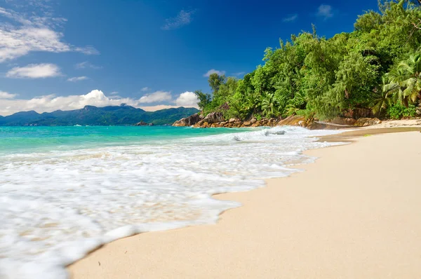 Όμορφη Παραλία Anse Soleil Φοίνικα Στις Σεϋχέλλες Mahe — Φωτογραφία Αρχείου