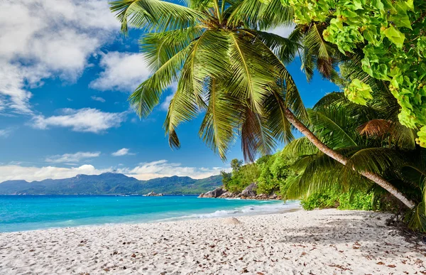 아름다운 해변인 Anse Soleil Seychelles 야자나무와 Mahe — 스톡 사진