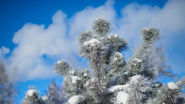 얼음이 있는 모피 나무 가지 — 스톡 사진