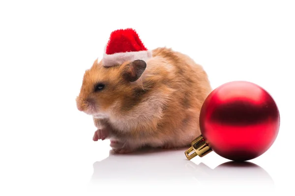 Hamster lucu dengan topi santa terisolasi di atas putih — Stok Foto