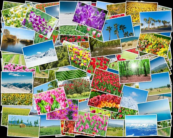 Collage van diverse natuurfoto 's — Stockfoto