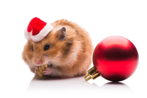 Cute hamster with santa hat isolated on white — Stock Photo, Image