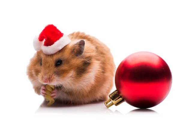 Cute hamster with santa hat isolated on white — Stock Photo, Image