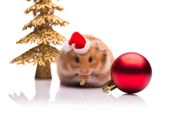 Söt hamster med santa hatt isolerad på vit Stockbild