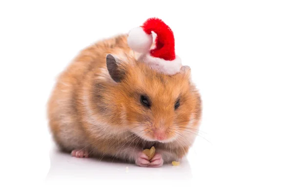 Söt hamster med santa hatt isolerad på vit Stockbild
