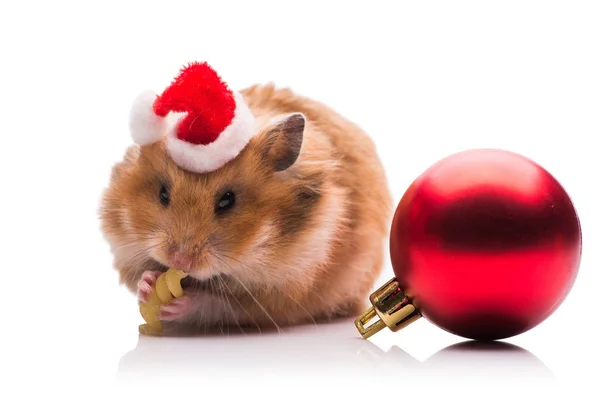 Hamster lucu dengan topi santa terisolasi di atas putih — Stok Foto