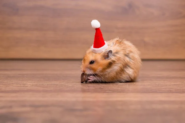 Hamster lucu dengan topi santa di atas meja — Stok Foto