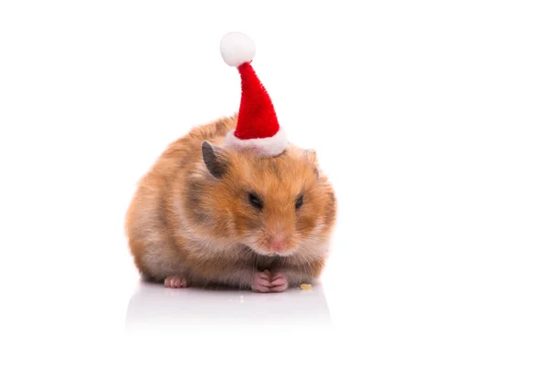 Söt hamster med santa hatt isolerad på vit Royaltyfria Stockbilder