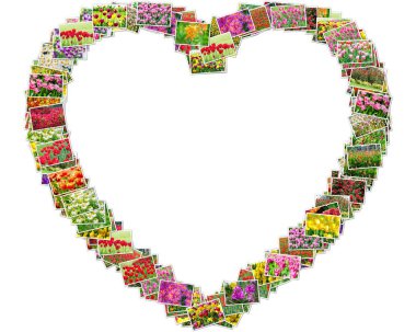 Kalp şeklinde düzenlenmiş Lale Fotoğraflar