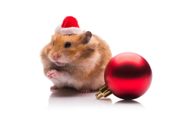 Cute hamster with santa hat isolated on white — Stock Photo, Image