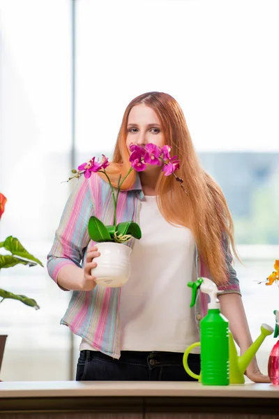 Рыжая женщина ухаживает за растениями дома — стоковое фото