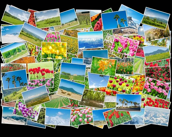 Collage aus verschiedenen Naturfotos — Stockfoto