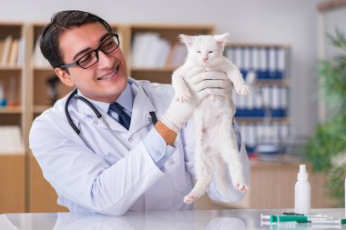 Beyaz yavru kedi kadar onay için veteriner ziyaret